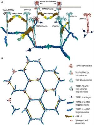 CD137 (4-1BB) Signalosome: Complexity Is a Matter of TRAFs